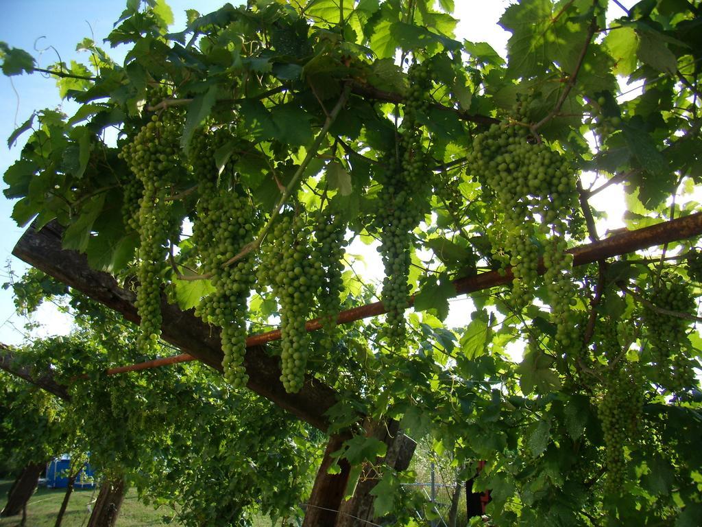 Antico Casale Dei Sogni Agriturismo ลูโก ภายนอก รูปภาพ