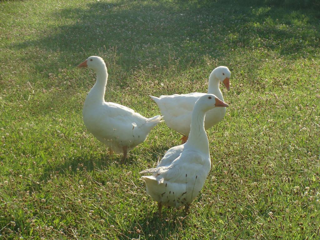 Antico Casale Dei Sogni Agriturismo ลูโก ภายนอก รูปภาพ