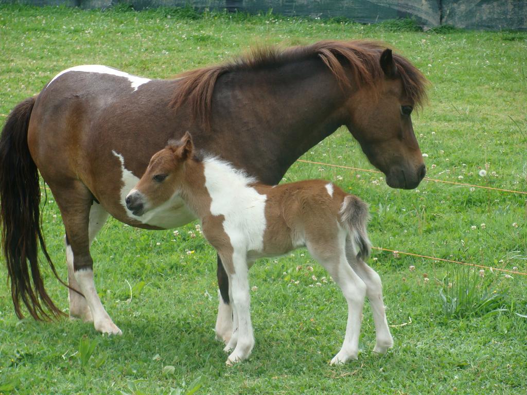 Antico Casale Dei Sogni Agriturismo ลูโก ภายนอก รูปภาพ